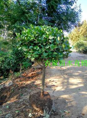 高档精品冬青树苗大树球庭院独杆大叶黄杨树苗四季常青植物风景树