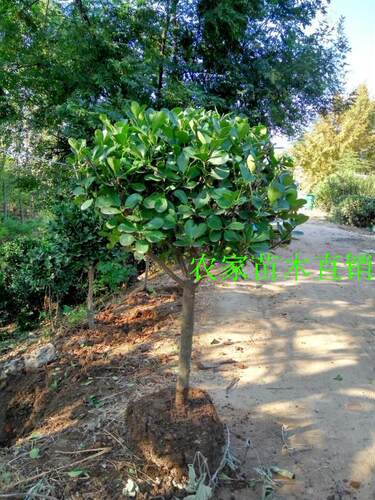 高档精品冬青树苗大树球庭院独杆大叶黄杨树苗四季常青植物风景树