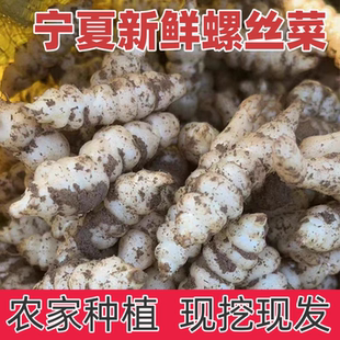 宁夏新鲜螺丝菜脆嫩宝塔菜地牯牛蔬菜地蚕甘露子地坏菜现挖可种植
