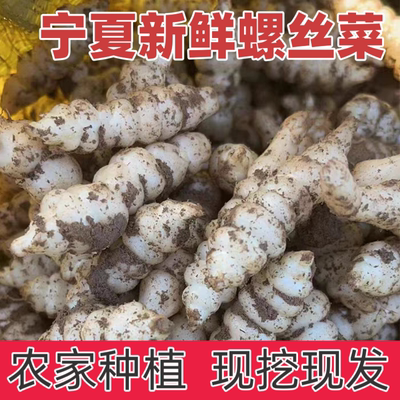 宁夏新鲜螺丝菜脆嫩宝塔菜地牯牛蔬菜地蚕甘露子地坏菜现挖可种植