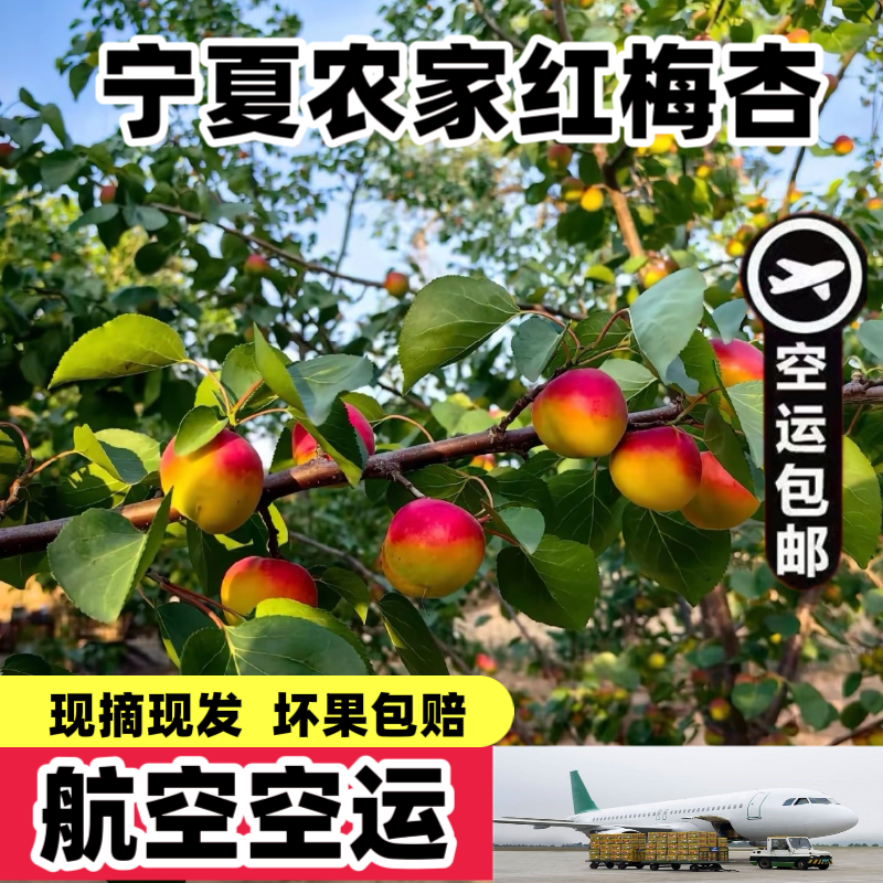 宁夏红梅杏子新鲜水果当季大红杏现摘现发酸甜杏孕妇宝宝水果甜杏