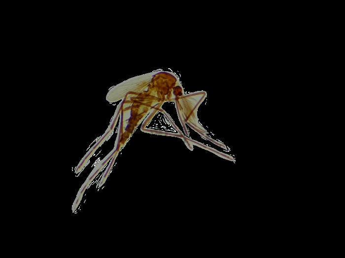 卓普曼氏迭宫绦虫 犬复孔绦虫 微小膜壳绦虫未成熟节 成节 孕节