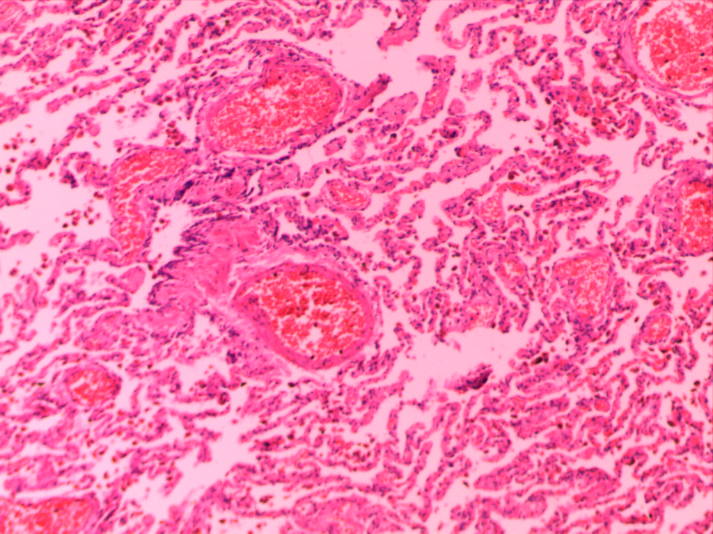 畜牧兽医,动物医学高校鸡鸭犬牛猫羊兔鹅猪鱼马示教动物病理切片