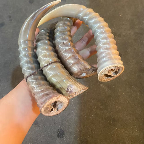 外蒙羚羊优质山羊角丝羊角山羊角丝正品整根羊角创意送礼摆件