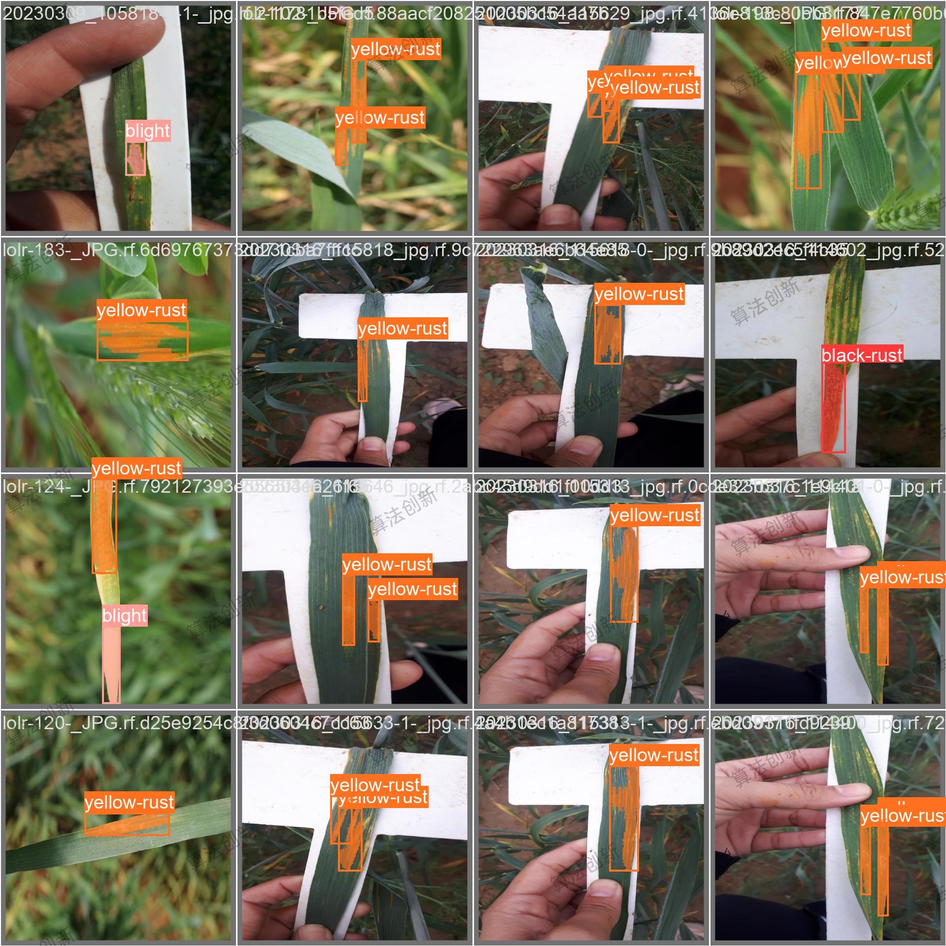 DL00398-基于YOLOv8的小麦病害语义分割含数据集实验结果