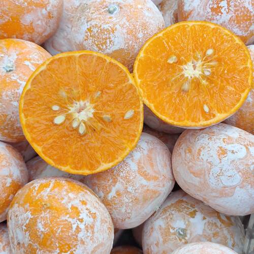 【大连发】茂谷柑脏脏柑家庭装5斤包邮