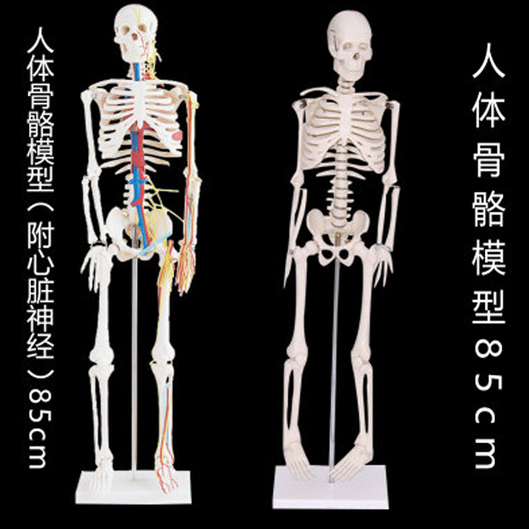 人体骨骼模型人体关节骨架模型人体骨骼带心脏与血管模型85CM