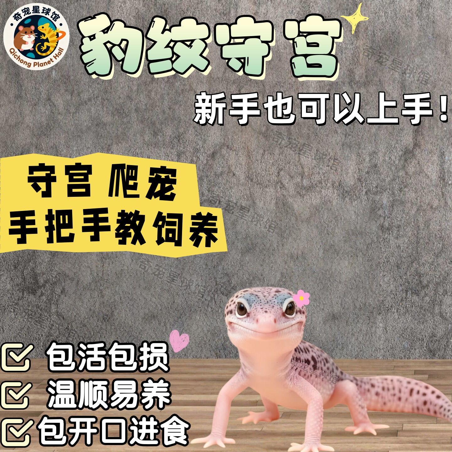 豹纹守宫蜥蜴宠物活体新手不咬人入门级网红爬宠温顺可爱家养异宠