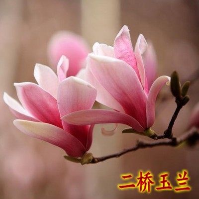 紫红白黄二乔玉兰树苗耐寒花镜