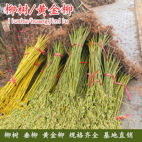 柳树黄金柳竹柳垂柳树苗速生柳
