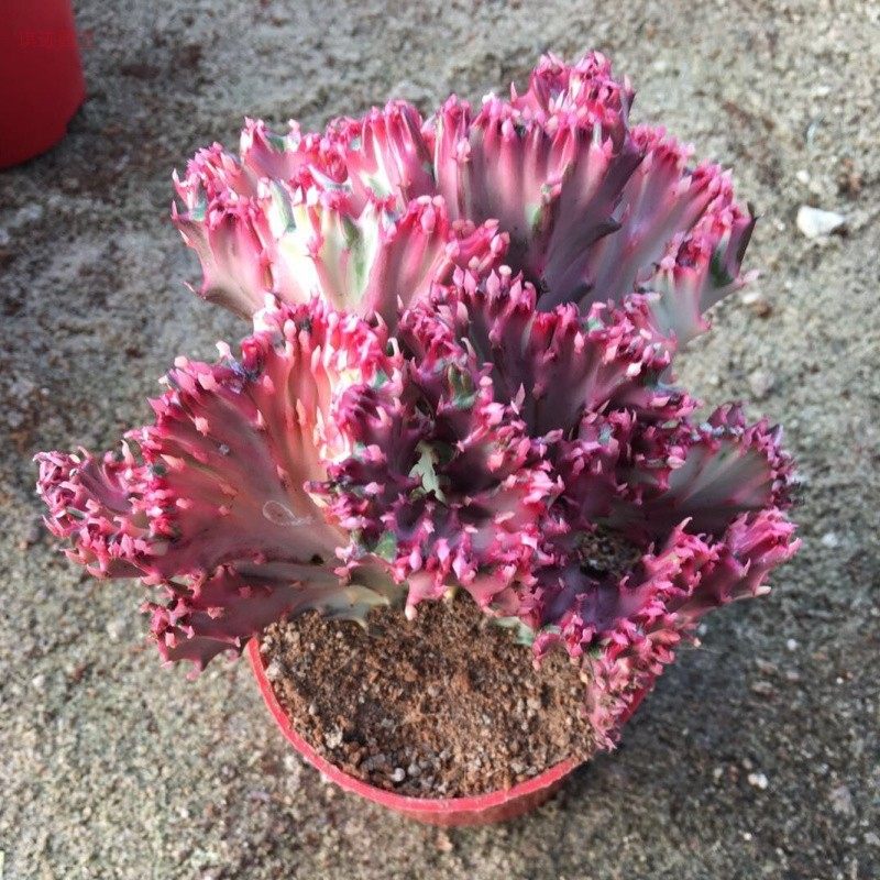 金麒麟室内盆栽玉麒麟盆栽绿植花多肉植物