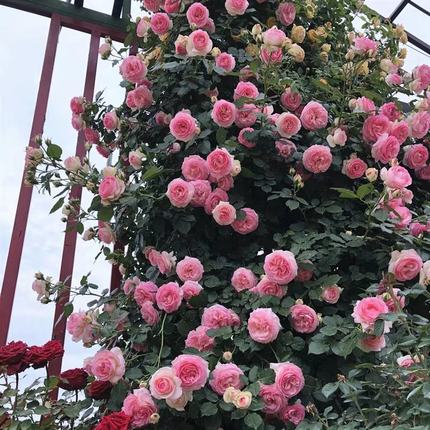 欧月蔷薇藤本月季花苗浓香庭院四季爬藤攀援花镜植物盆栽玫瑰花墙