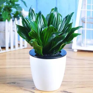 太阳神盆栽大型龙血树室内客厅阳台密叶朱蕉网红植物净化空气绿植