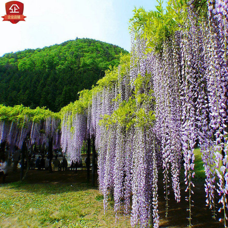 攀爬紫藤花树苗庭院爬藤多花攀援