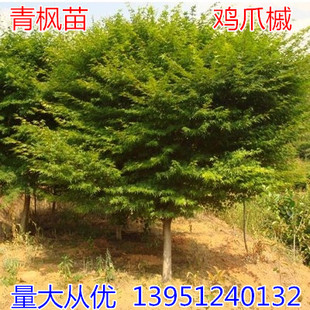 耐寒小叶鸡爪槭树苗红枫青枫鸡爪枫庭院别墅风景树苗四季常青绿化