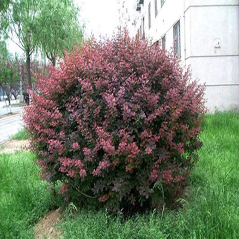 红叶小檗苗彩色带刺绿篱紫叶小波