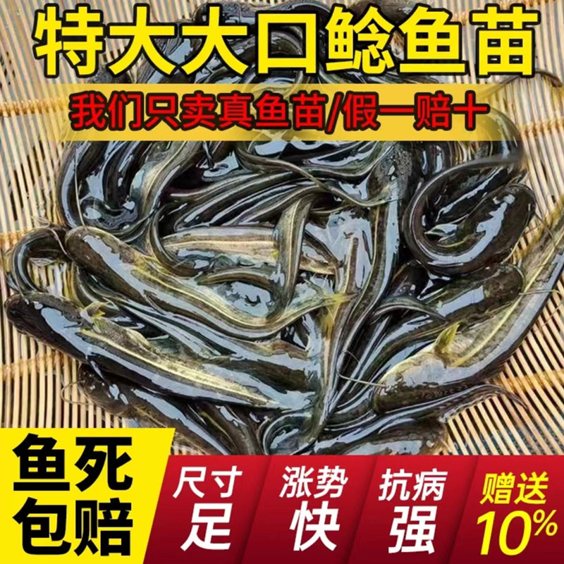 南方大口鲶鱼苗冷水土鲶黄鲶巨鲶凶猛路亚杂交二须鲶鱼苗活体养殖