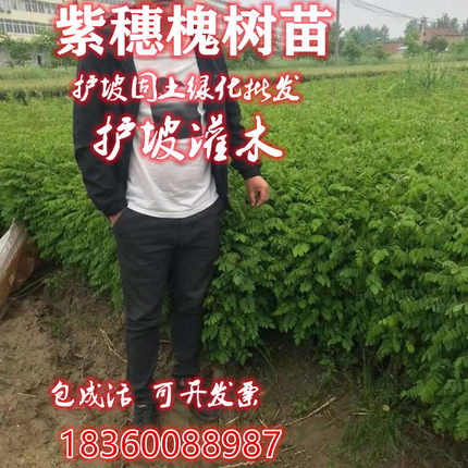 紫穗槐苗刺槐苗防沙固土堤坝修护槐树苗耐寒耐旱道路绿化树苗基地