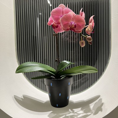 创意手绘红陶花盆蝴蝶兰秋海棠办公室绿植盆栽网红花盆