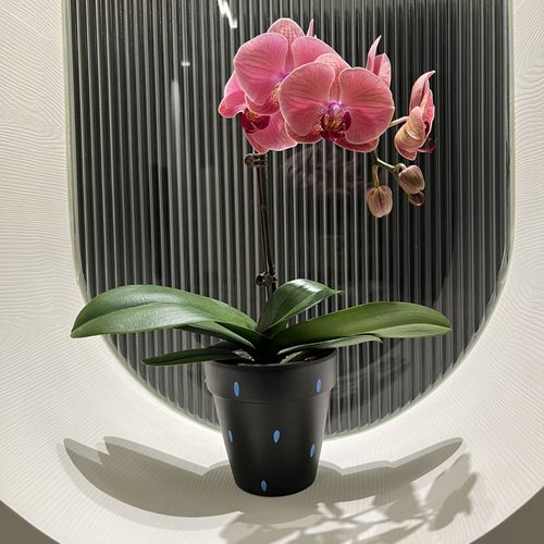 创意手绘红陶花盆蝴蝶兰秋海棠办公室绿植盆栽网红花盆