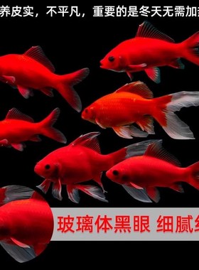 冷水鹦鹉不加温淡水可养好养易活冷水鱼苗观赏鱼活鱼金鱼耐活兰寿