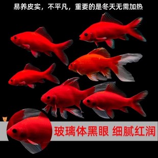 冷水鹦鹉不加温淡水可养好养易活冷水鱼苗观赏鱼活鱼金鱼耐活兰寿