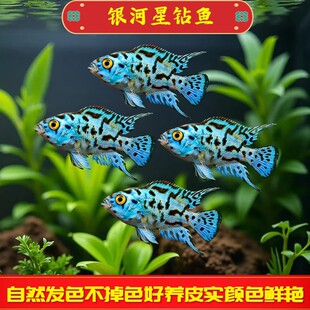 银河星钻鱼三湖慈鲷美洲短鲷丑鲷鱼热带观赏鱼活体新手好养耐活鱼