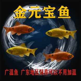 观赏鱼金元宝鱼 玫瑰鲫鱼 广温鱼闯缸新手鱼耐低温小型草缸鱼耐养