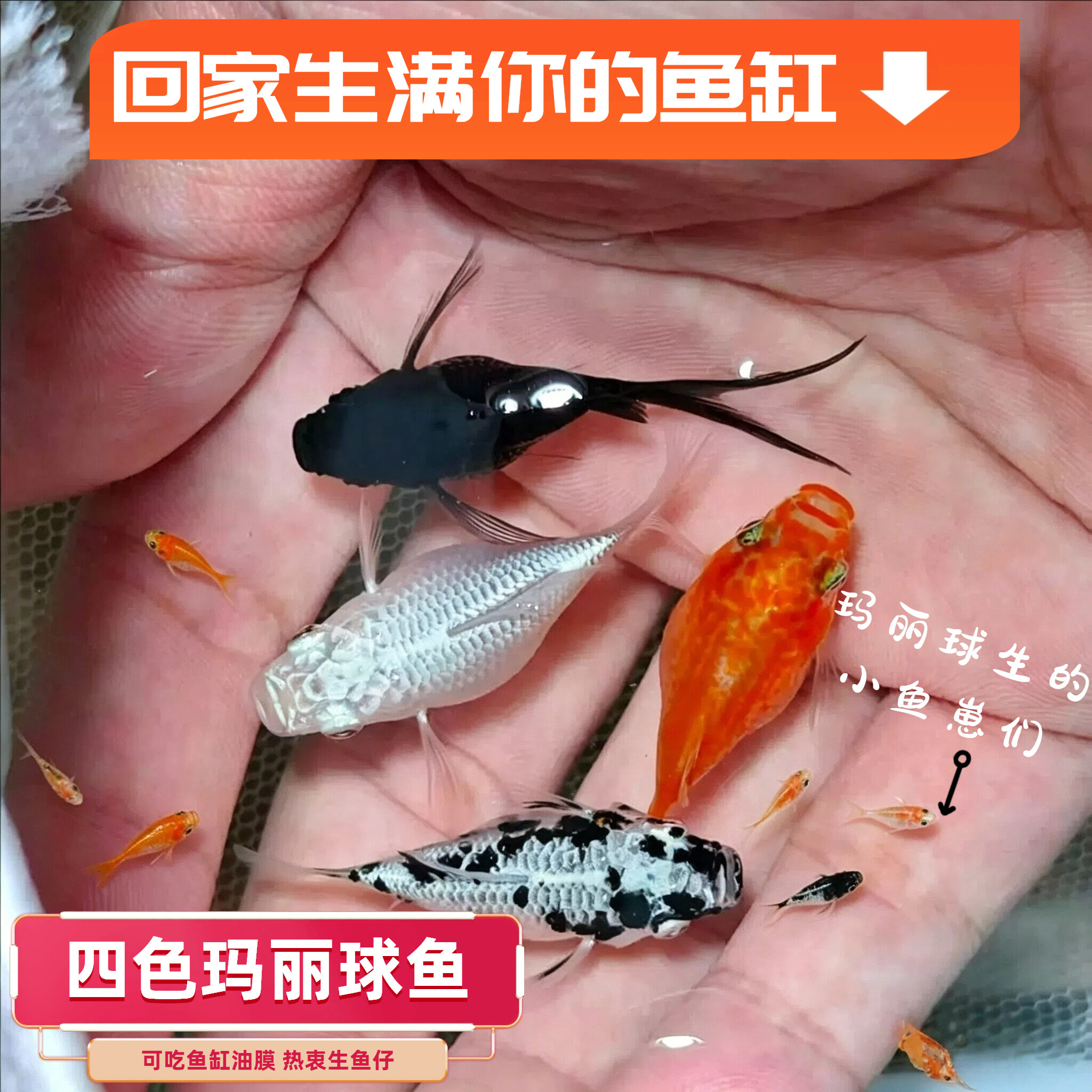 玛丽球鱼奶牛玛丽球玛丽鱼胎生鱼直接生小鱼大肚怀孕鱼米奇孔雀