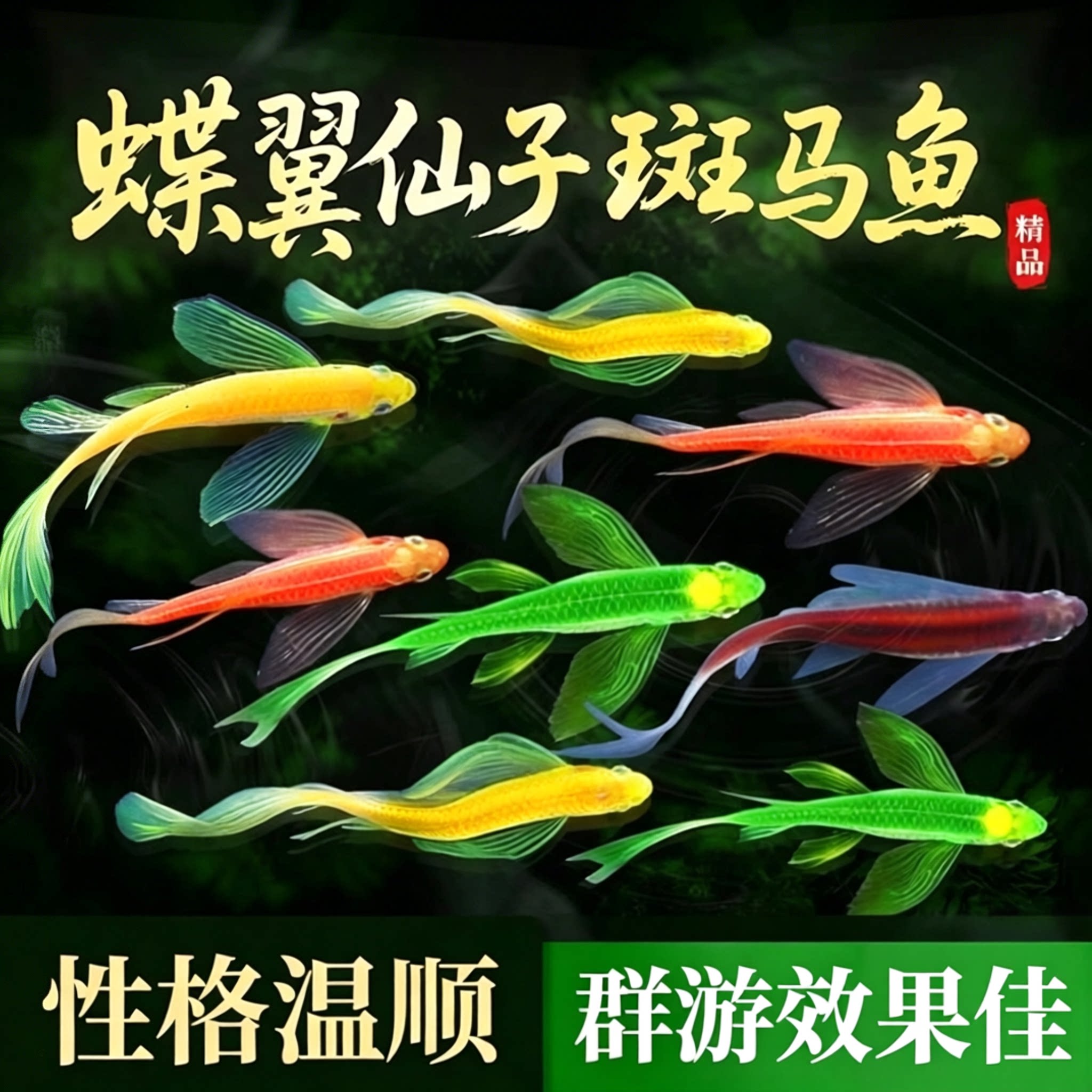 蝶翼斑马鱼长尾龙凤冷水小型淡水观赏鱼热带荧光金鱼红绿灯鱼活体