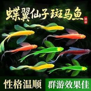蝶翼斑马鱼长尾龙凤冷水小型淡水观赏鱼热带荧光金鱼红绿灯鱼活体