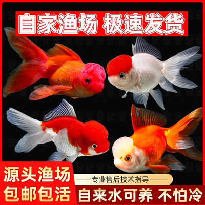 金鱼活鱼观赏鱼小型淡水好养