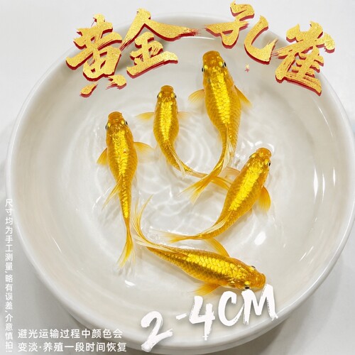 黄金孔雀鱼活鱼鱼苗观赏鱼活体热带鱼精品纯种凤尾小型淡水玛丽鱼