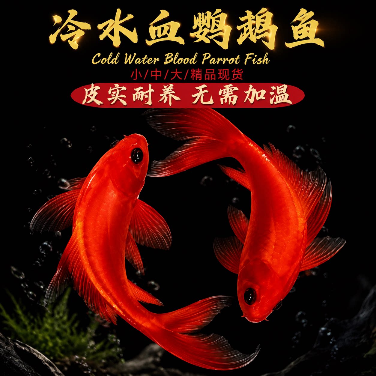 冷水鹦鹉鱼观赏鱼招财鱼不用加温冷淡水好养易活锦鲤草金耐活金鱼