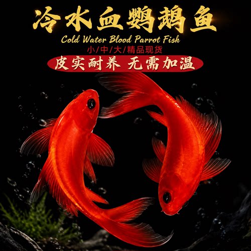 冷水鹦鹉鱼观赏鱼招财鱼不用加温冷淡水好养易活锦鲤草金耐活金鱼
