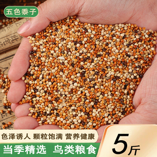 新货五色黍子鸟粮虎皮牡丹玄凤中小型鹦鹉鸟食饲料鹦鹉混合粮谷子