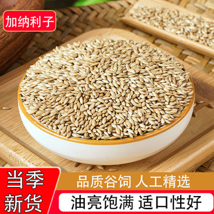 加纳利子鹦鹉鸟食饲料大颗粒白尖粟草庐籽鸟粮5斤金丝雀芙蓉黄雀