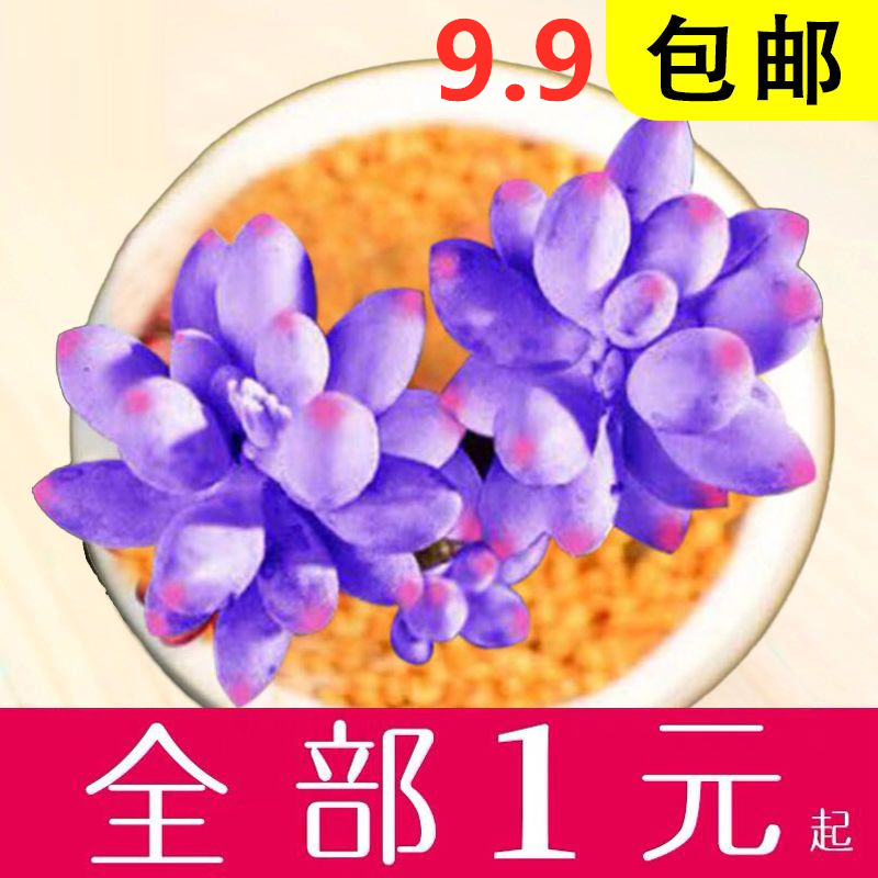 新款 多肉植物组合盆栽 超萌多肉绿植花卉室内植物包邮 含盆带土限1000张券