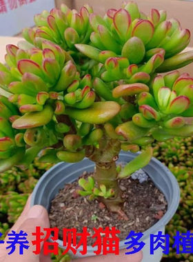 招财猫名贵花玉树懒人老桩四季吸财树玉树多肉植物品种大全新款