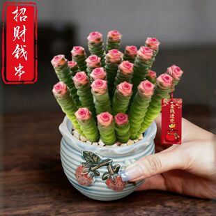 招财钱串桌面小盆栽多肉植物办公室内阳台防辐射绿植懒人花好养活