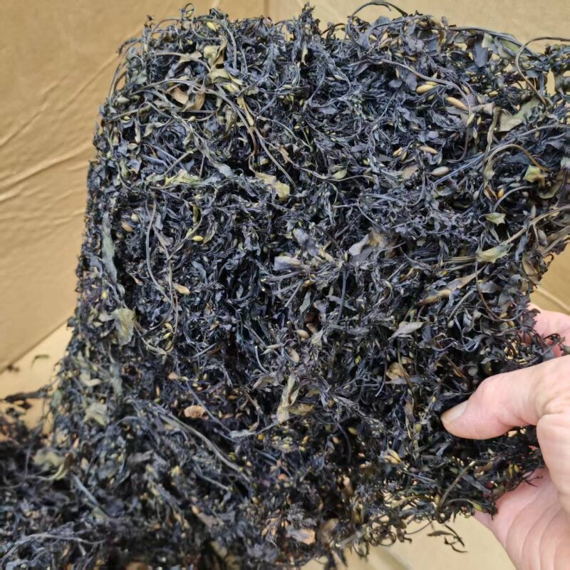 汕尾海连炮海藻干货自晒海洋礁石螺旋藻类野生海草干货100克