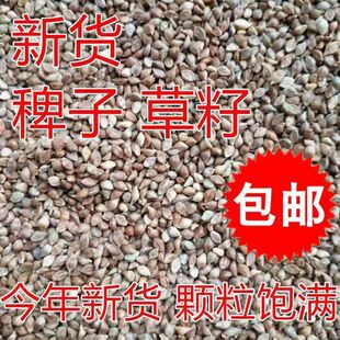 鸟食饲料鸽粮鹦鹉喂鸟的谷子稗子草籽珍珠鸟文鸟蛋白质高草籽鸟粮