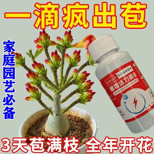 【免稀释】沙漠玫瑰免稀释营养液专用肥不开花掉叶子促生长养护