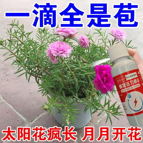 太阳花专用活力素花卉盆栽植物活力素生根剂养花促生长僵苗生长素