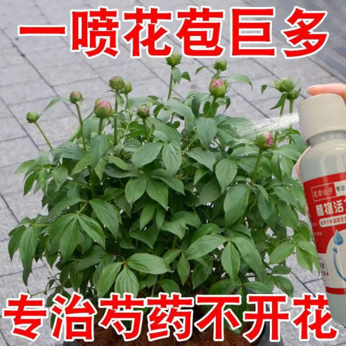 芍药花营养液芍药花专用肥快速催花保花防枯叶家用花卉植物