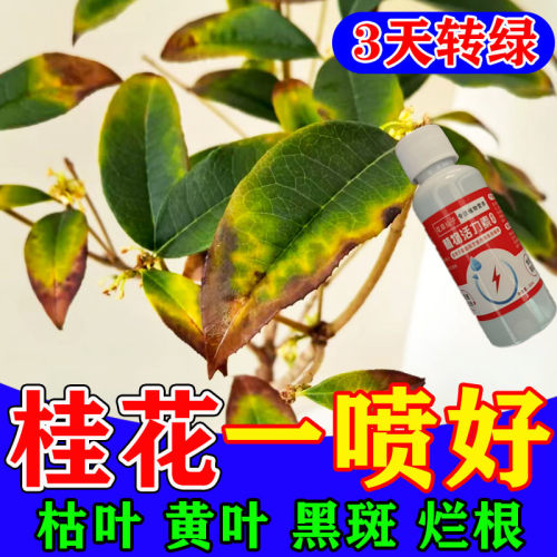 桂花枯叶病黄叶焦叶干尖桂花树专用肥花病康营养液盆栽肥料杀菌剂