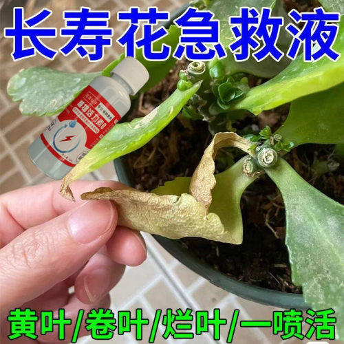 【园艺】长寿花营养液促开花延花期长花苞防掉苞黄叶长寿花专用肥