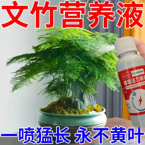 文竹专用营养液免稀释一喷绿花肥叶子发黄烂根专用肥