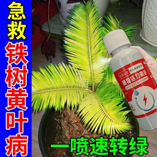 铁树营养液专用肥叶片发黄落叶干枯烂根一喷速转绿免稀释液体肥