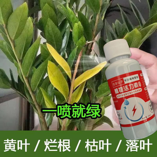 四季旺幸福树专用营养液急救复活掉叶枯萎黄叶肥料专用肥免稀释